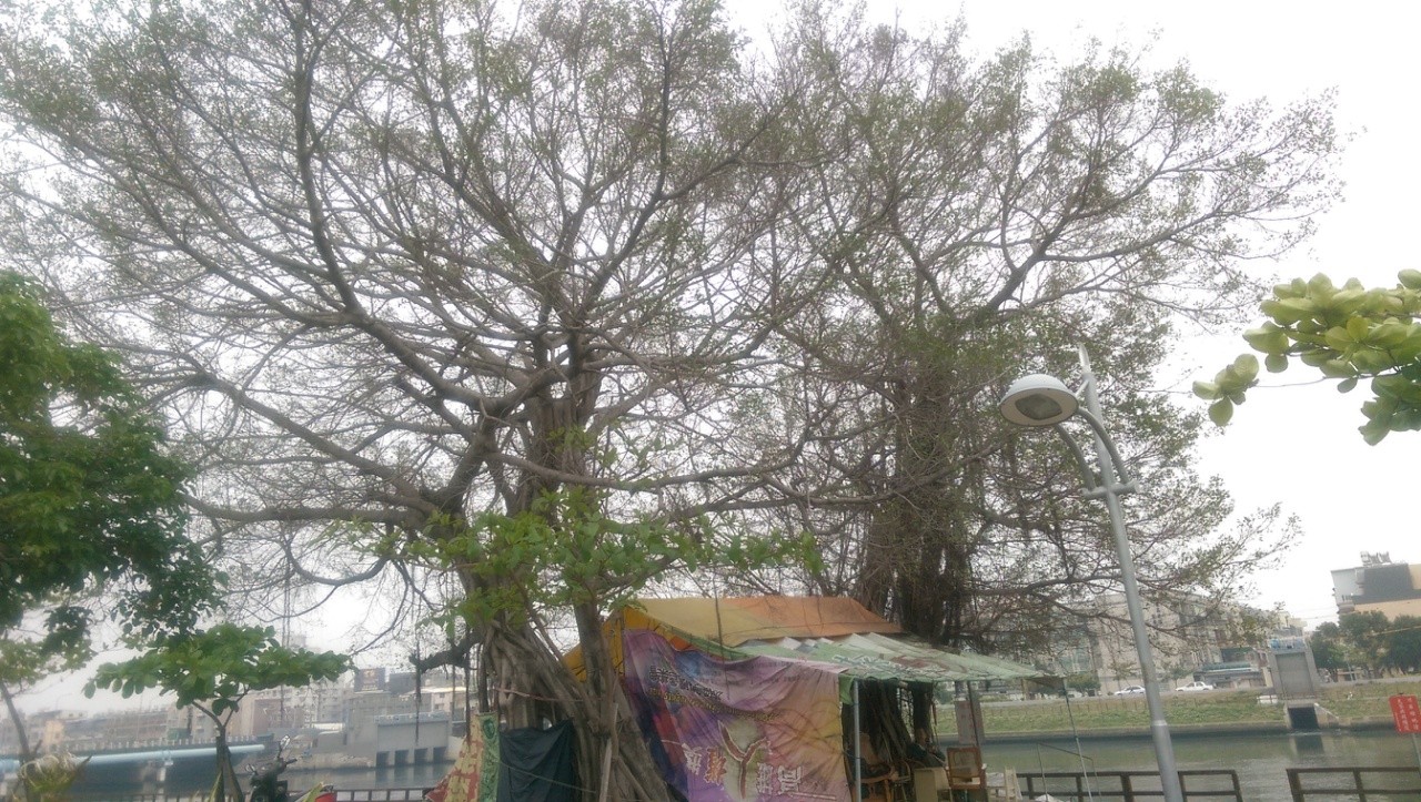 老榕樹治療前.jpg