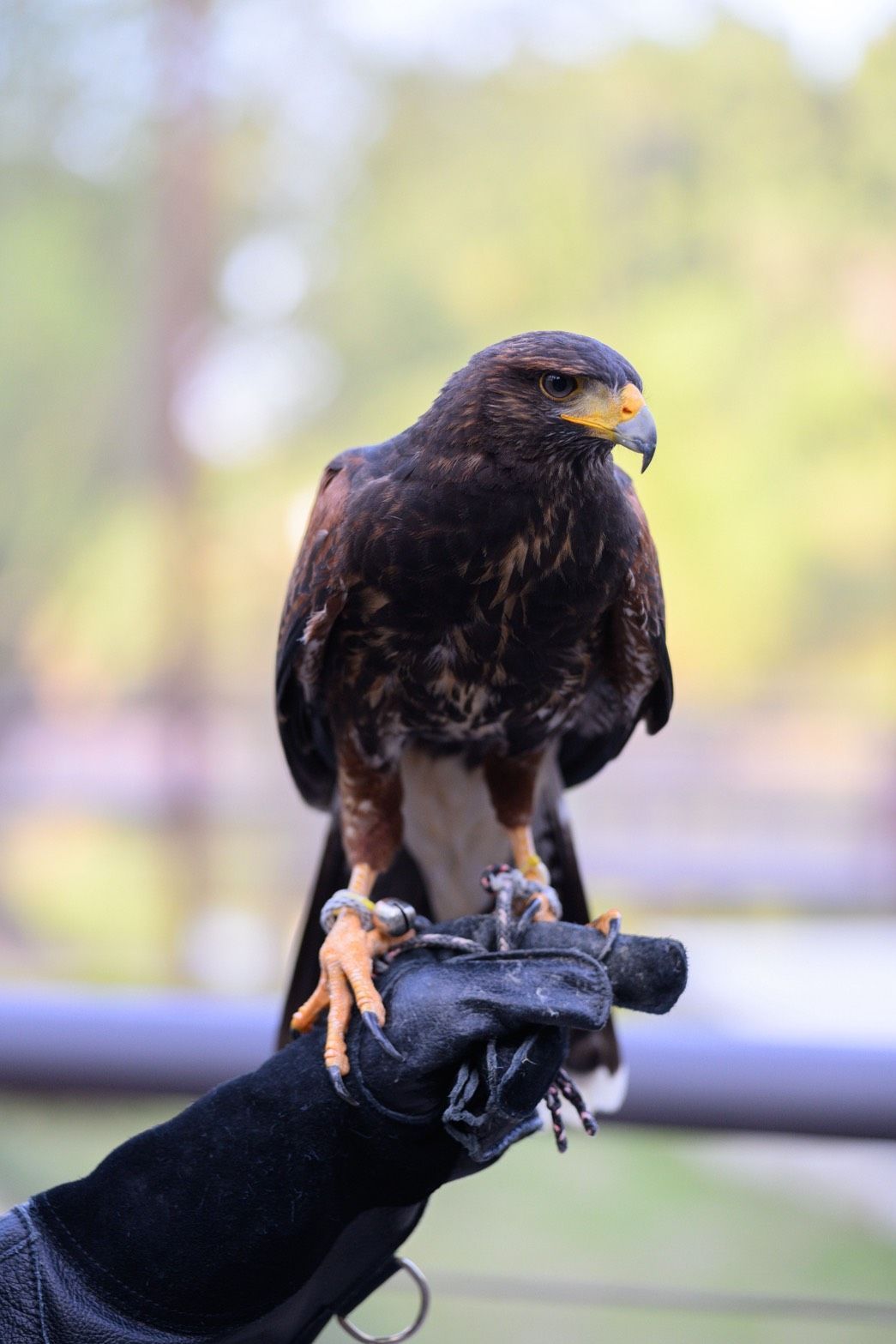與樹懶共餐！11.5公頃內門野森動物學校1/17試營運