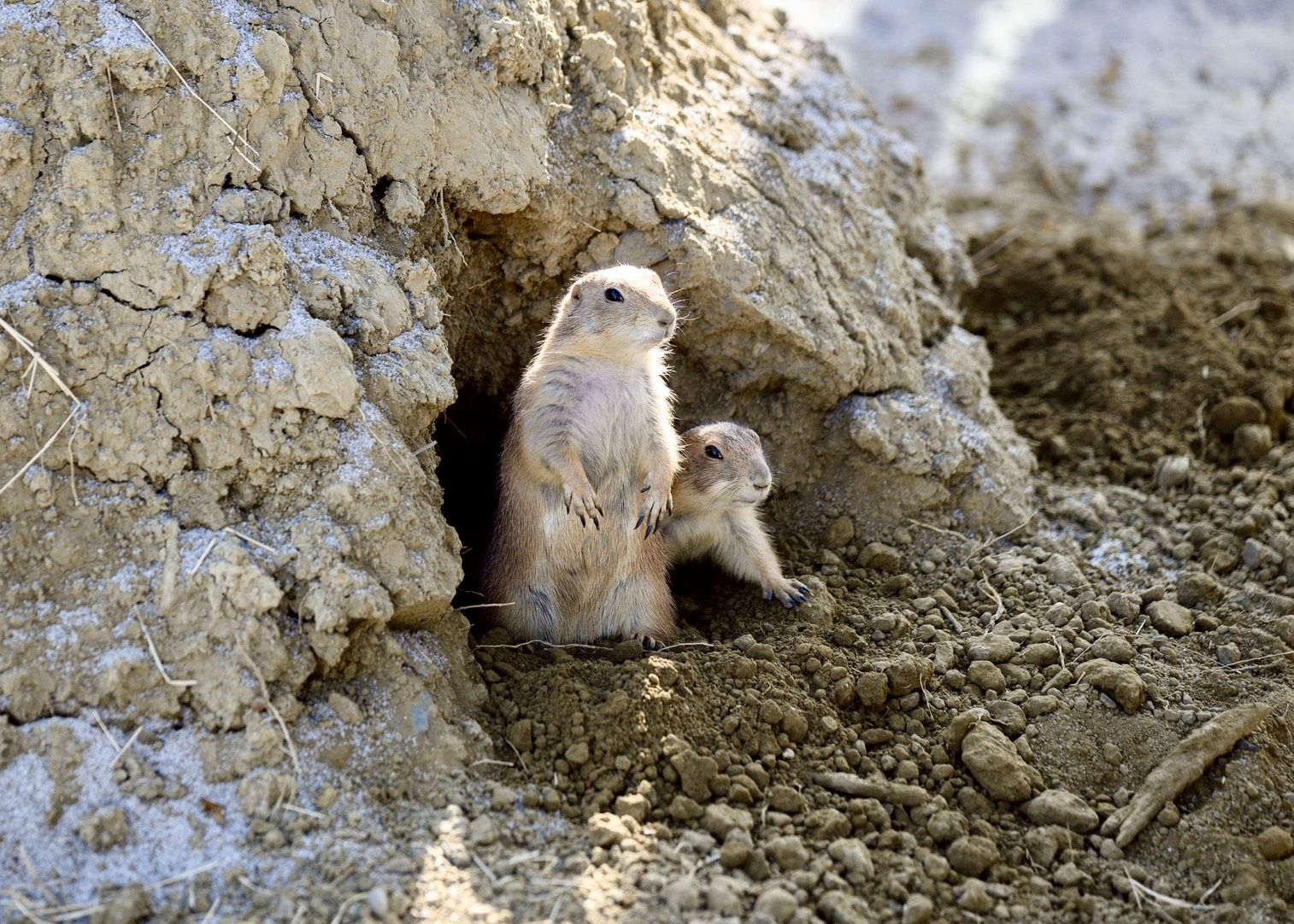 與樹懶共餐！11.5公頃內門野森動物學校1/17試營運