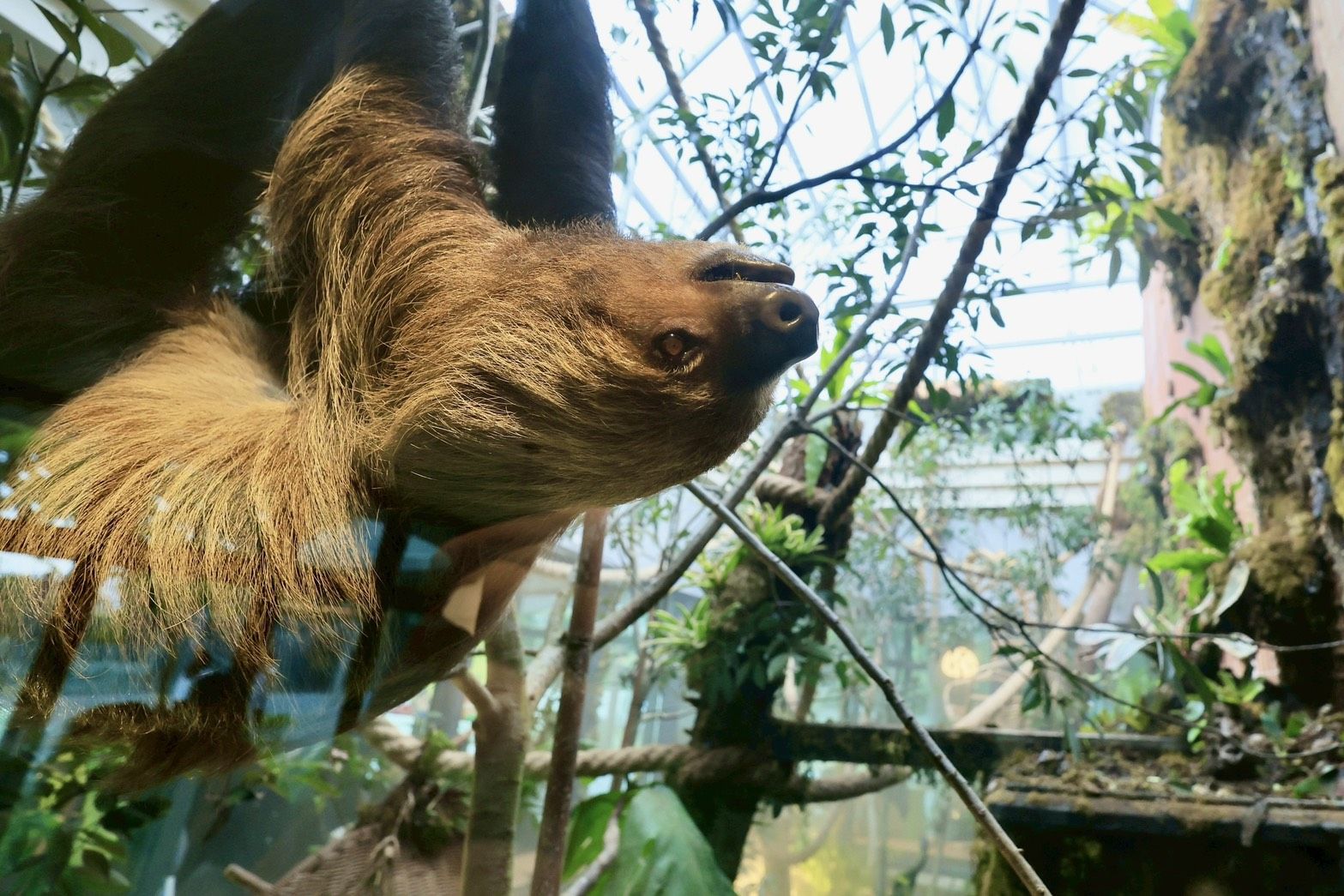 與樹懶共餐！11.5公頃內門野森動物學校1/17試營運