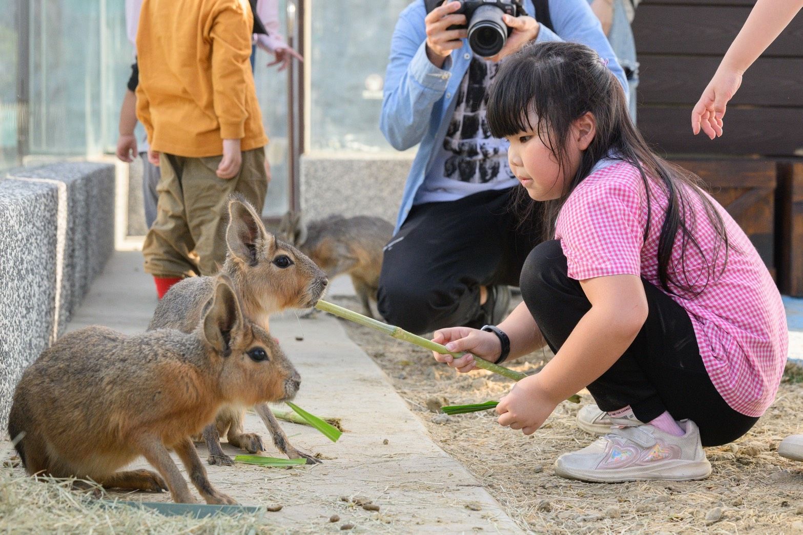 與樹懶共餐！11.5公頃內門野森動物學校1/17試營運