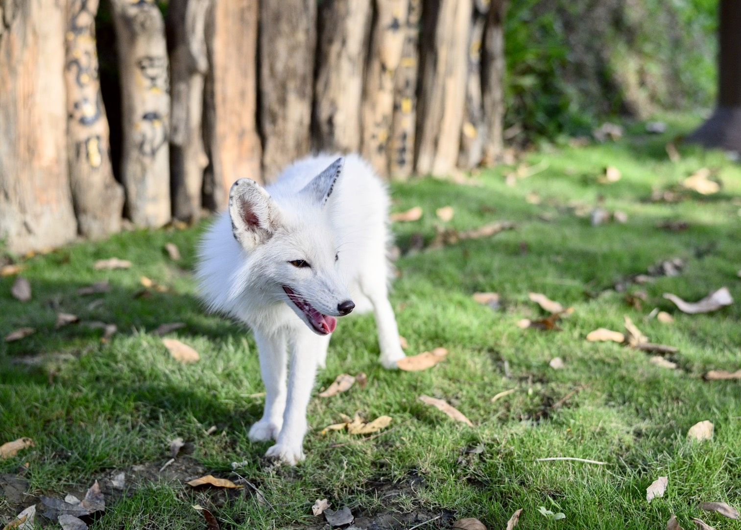 與樹懶共餐！11.5公頃內門野森動物學校1/17試營運