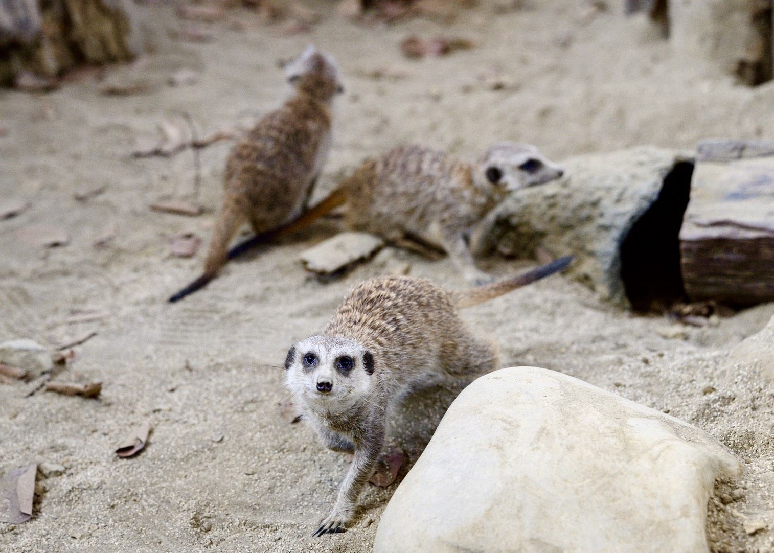 與樹懶共餐！11.5公頃內門野森動物學校1/17試營運